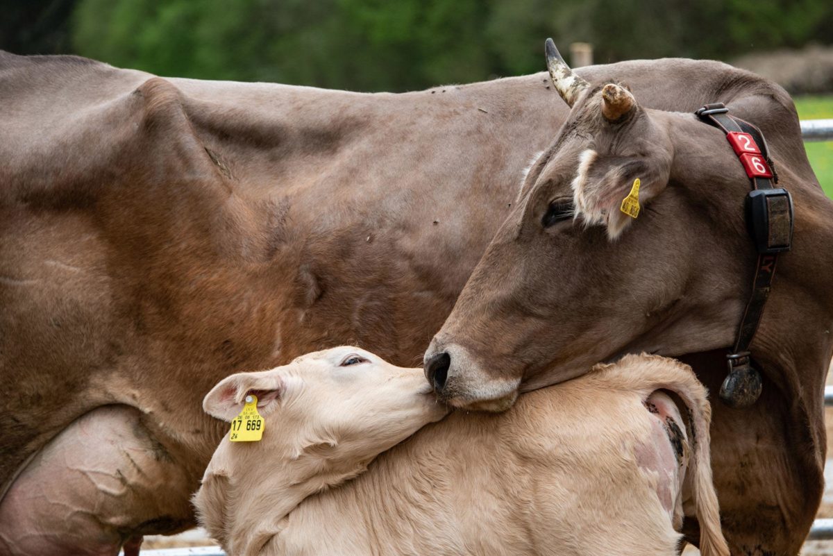 Über unser Essen – und was wir darüber wissen